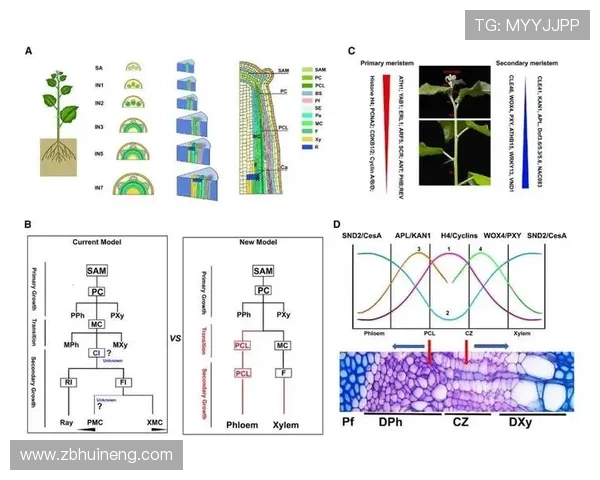 恩昆库与菲利克斯:同代攻击手生涯轨迹分化解析 恩昆库与菲利克斯:同代攻击手生涯轨迹分化解析